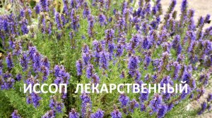 Лекарственные травы_10 лучших_ иссоп лекарственный-свойства, применение в медицине