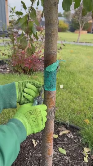 ЧТО СДЕЛАЛ ЛОВЧИЙ ПОЯС ЗА ЛЕТО С ЯБЛОНЕЙ?