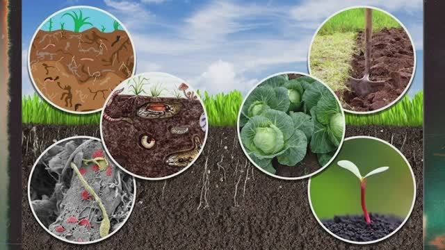 Интерактивная выставка конкурса "Жизнь и красота почвы" смотреть онлайн