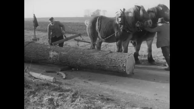 Валка и транспортировка бревна без машин. Старая школа. смотреть онлайн
