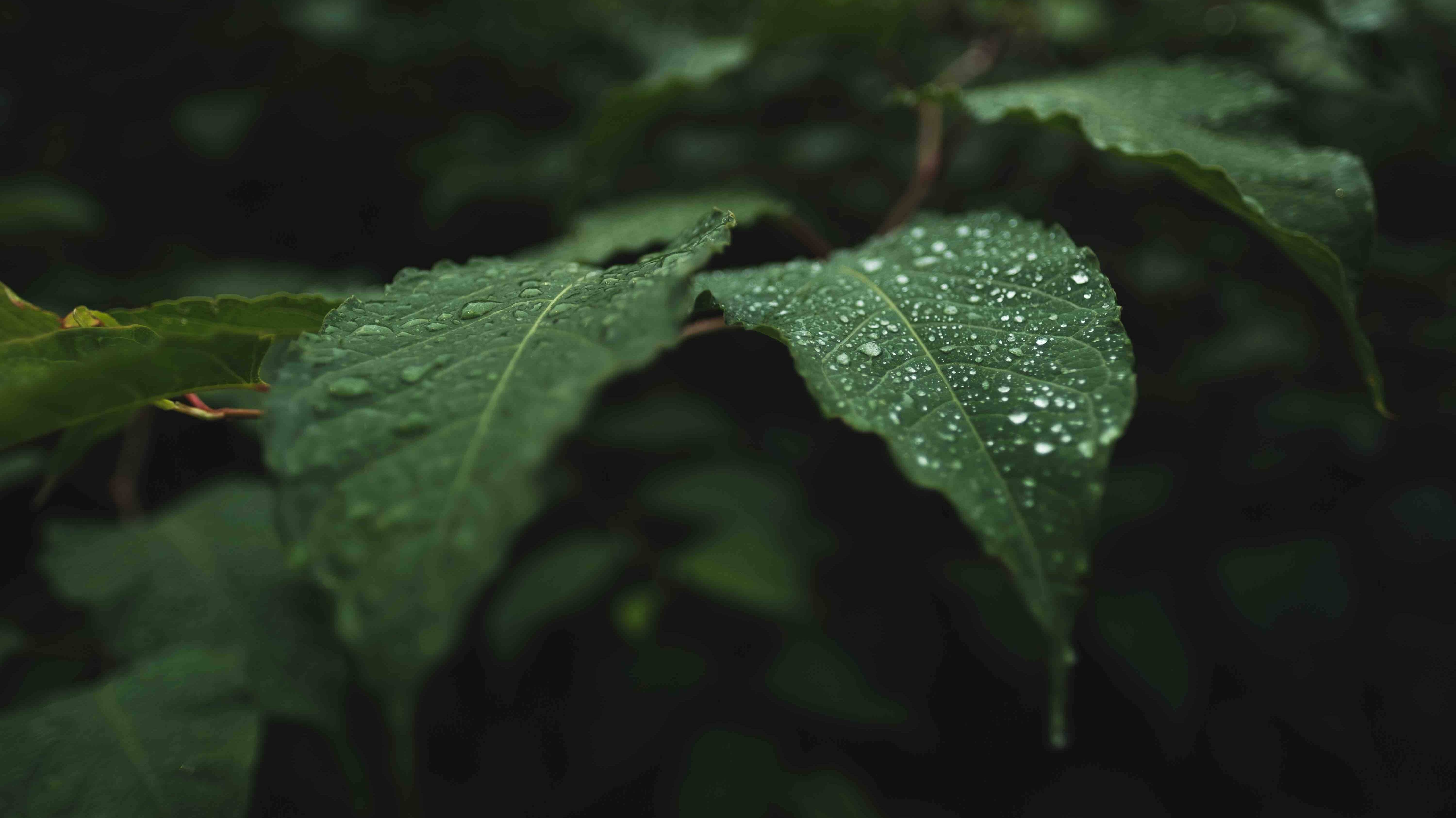 Шум дождя • Умиротворяющие Звуки Природы • Naomix.ru