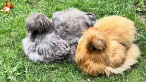 Шелковые курочки пушистые шарики ❣️🤗😂 (27)