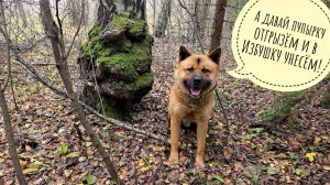 Пёс Кубик водит меня по бобрам и лесам. Гуляем в дальние дали, пока погода позволяет