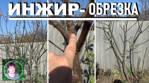 Обрезка инжира осенью и подготовка его к укрытию. Как я это делаю