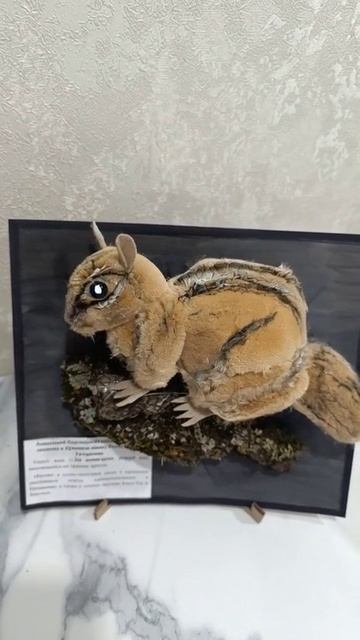 азиатский бурундук, красная книга рт.mp4