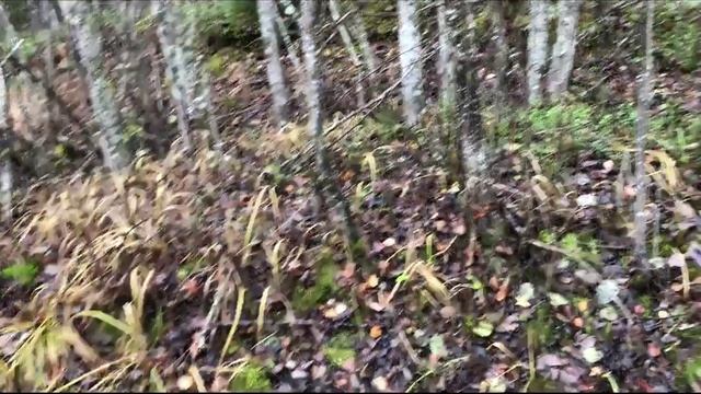 Ездили 26 октября на прогулочку в лес и приехали не пустые... смотреть онлайн