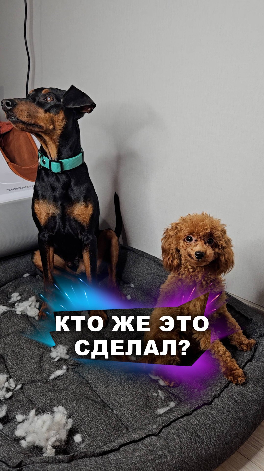 На допросе посыпался... #животные смотреть онлайн