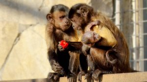 Ну очень странная мама! Она так и носит малыша - на руке с висящей головой! Вырастет ручной капуцин!