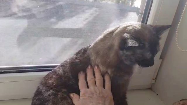 Леся и Сёма - Мир, дружба! смотреть онлайн