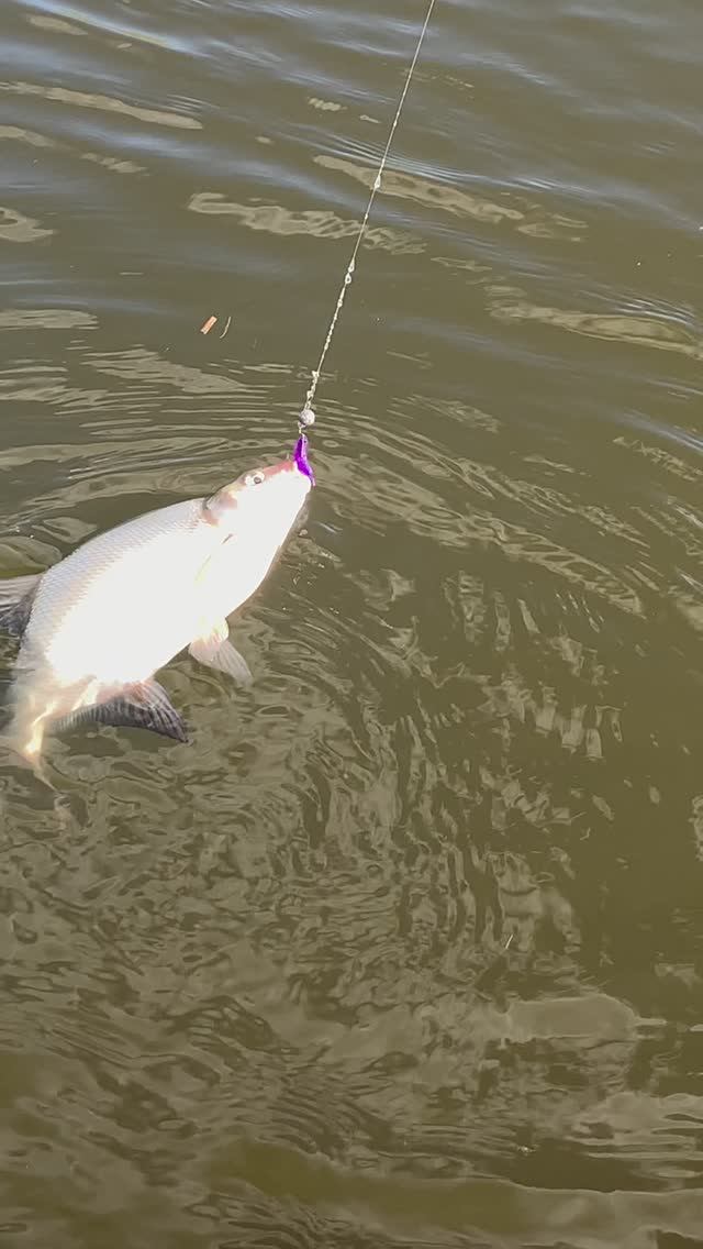 Река Москва. Подлещик на микроджиг) 😎👍✊
