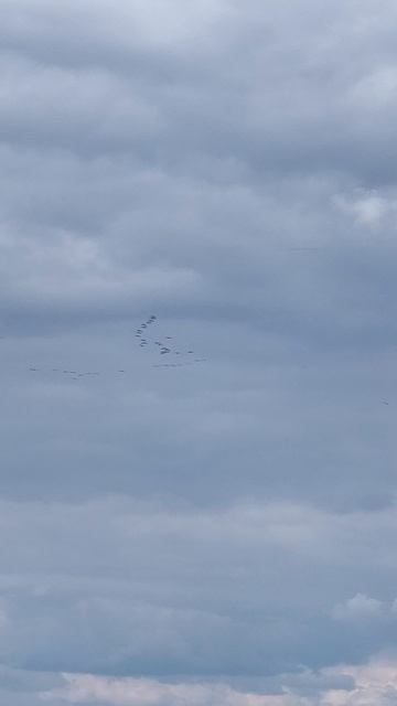 Охота на Гуся - осмотр места охоты смотреть онлайн