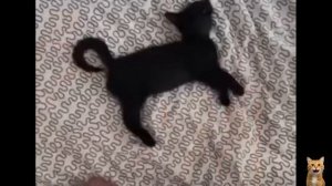 Смешные животные. Часть 52.