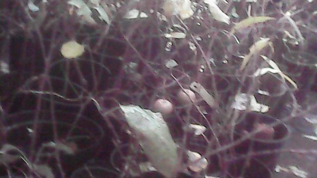 Влагозарядковый полив саженцев ЗКС в октябре 2025