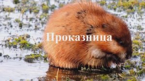 Истории из жизни животных.. (Часть 1)