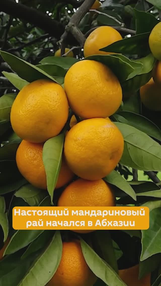 Мандариновый сезон в Абхазии смотреть онлайн