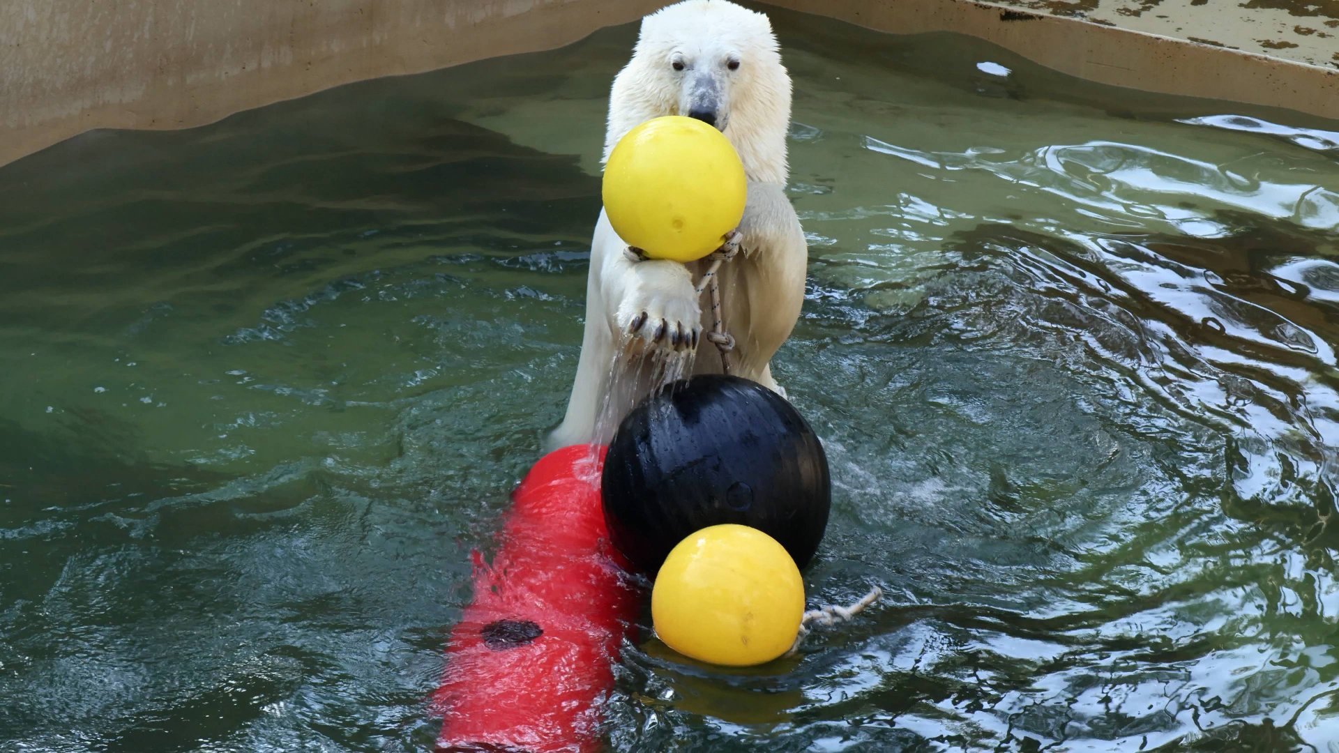 Белка и Стрелка не могут выбрать с какой игрушкой поиграть.. смотреть онлайн