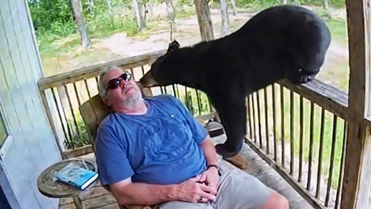 ДИКИЕ ЖИВОТНЫЕ, КОТОРЫЕ ЗАБЫЛИ, ЧТО ОНИ ДИКИЕ смотреть онлайн