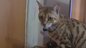 Быстро видео смотрится да не быстро дело делается