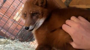 Лиса-Алиса. Лис Игнис задумался