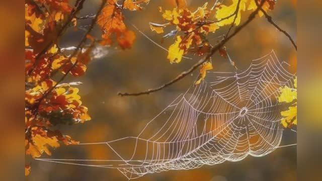 Ирина Самарина - Лабиринт "Взгляните на осень моими глазами" читает Любовь Б. смотреть онлайн