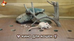 Видео для кошек про крысок развлекать питомцев 🐭🐀😂 (356)