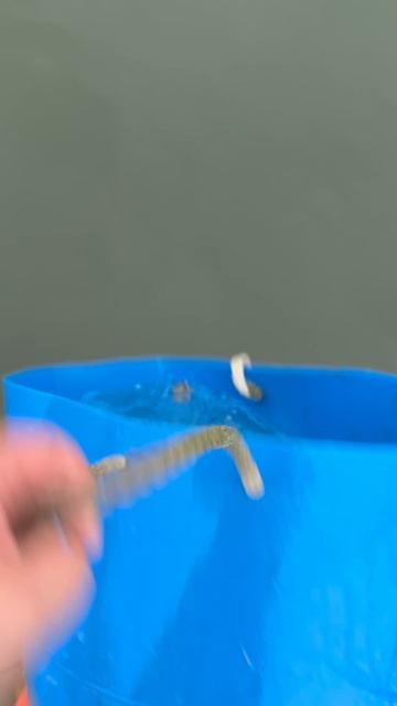 Запуск форели 55кг смотреть онлайн