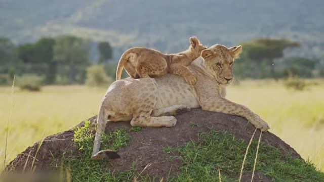 Кения 4K • Фильм об африканской саванне с глубокой умиротворяющей музыкой