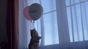 Я пушистый, пухлый кошарик! :)