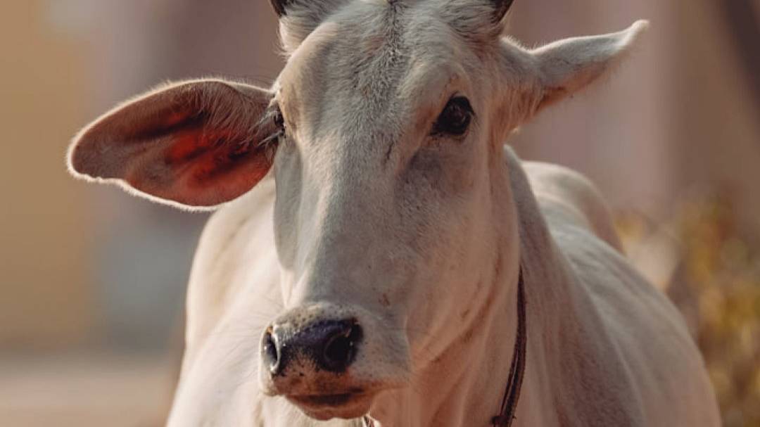 Вдохновение на Картику 2025 (день 24) от Е.С.Шачинандана Свами