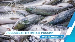 Как рекордный улов красной рыбы повлияет на цены в России?