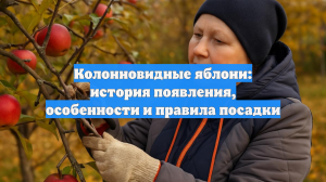 Колонновидные яблони: история появления, особенности и правила посадки
