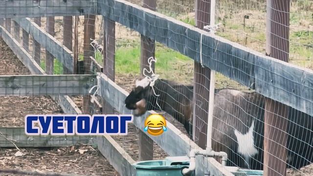 Червленый яр. Зоопарк. Воронеж