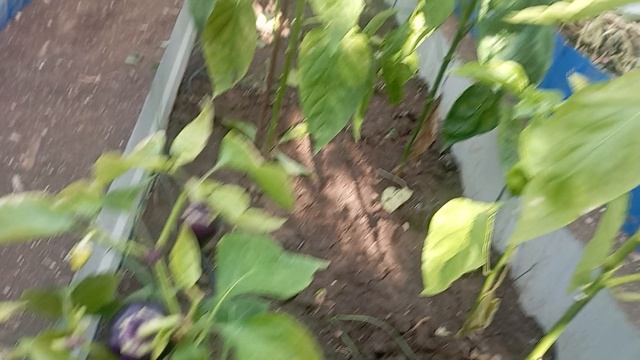 ✅последние дни октября, малина продолжает спеть..., я на даче🙋 смотреть онлайн