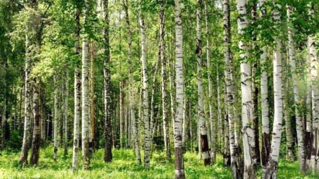 Ты родная мне смотреть онлайн