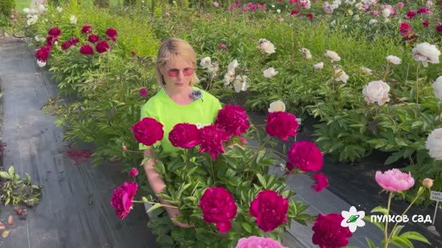 Music Man Peony. Мьюзик Мэн пион. Пулков сад (2025 г.)