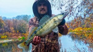 ВЫКАЧИЛ СУДАКА С ЯМЫ! Ловля судака осенью 2025