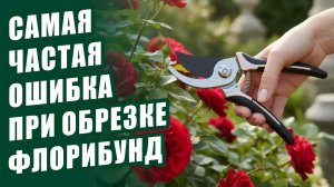 3 ВАРИАНТА ОБРЕЗКИ ФЛОРИБУНД. САМАЯ ЧАСТАЯ ОШИБКА ПРИ ОБРЕЗКЕ ФЛОРИБУНД ОБРЕЗКА РОЗ ОСЕНЬЮ И ВЕСНОЙ