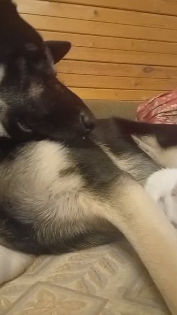 ВЕО Валентлайф Честер - 19 мес. - октябрь 2025г - воспитывает найденыша, брошенного хозяевами.