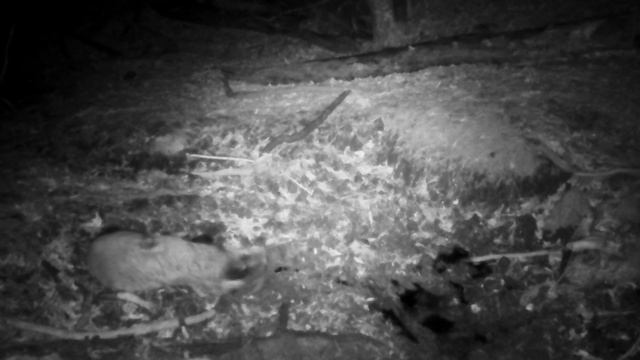 ГПЗ «Ялтинский горно-лесной». Фотоловушки. смотреть онлайн