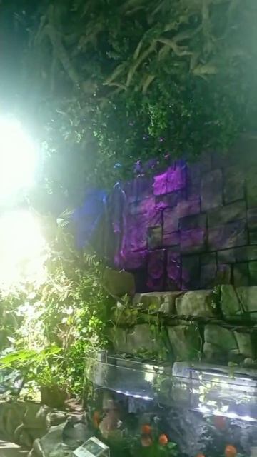 Тропический дождевой лес. Океанариум на Русском острове.