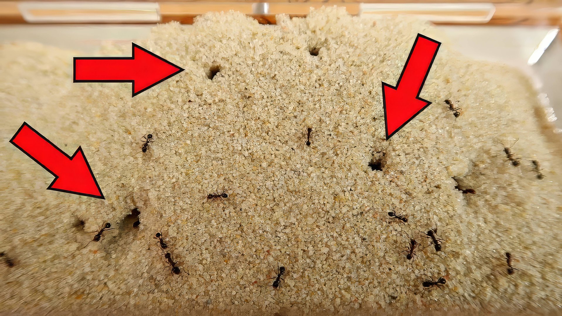Муравьи вырыли норы в песке! смотреть онлайн