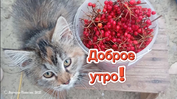 Доброе утро, друзья! смотреть онлайн