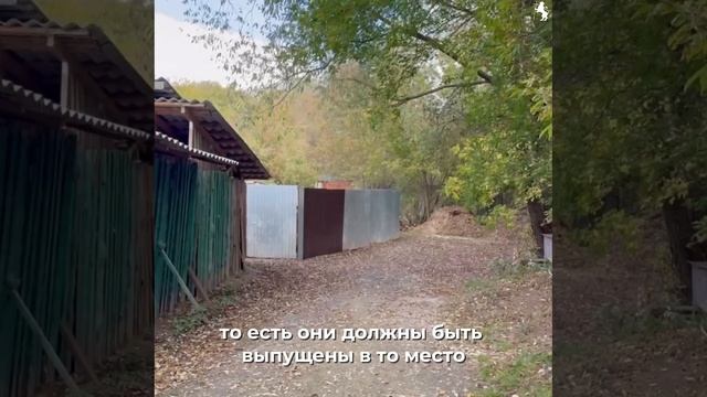 Как во Владимире решается вопрос с безнадзорными животными смотреть онлайн