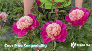 Miss Congeniality peony. Мисс Конгениаль пион. Пулков сад (2025 г.)