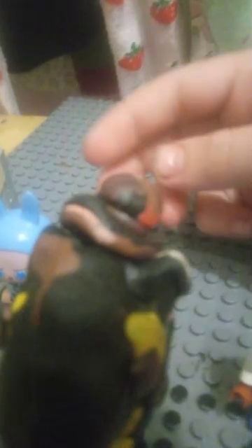 последние слова аниматроник