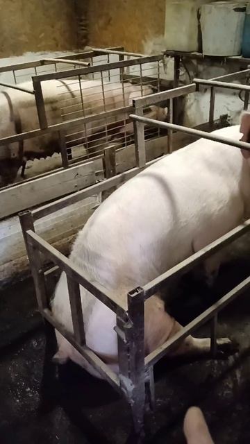 Небольшой обзорчик чтоб не забывали 29-10-2025