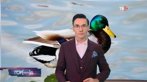 В Москве чудом спасли селезня с простреленной головой / Город новостей на ТВЦ