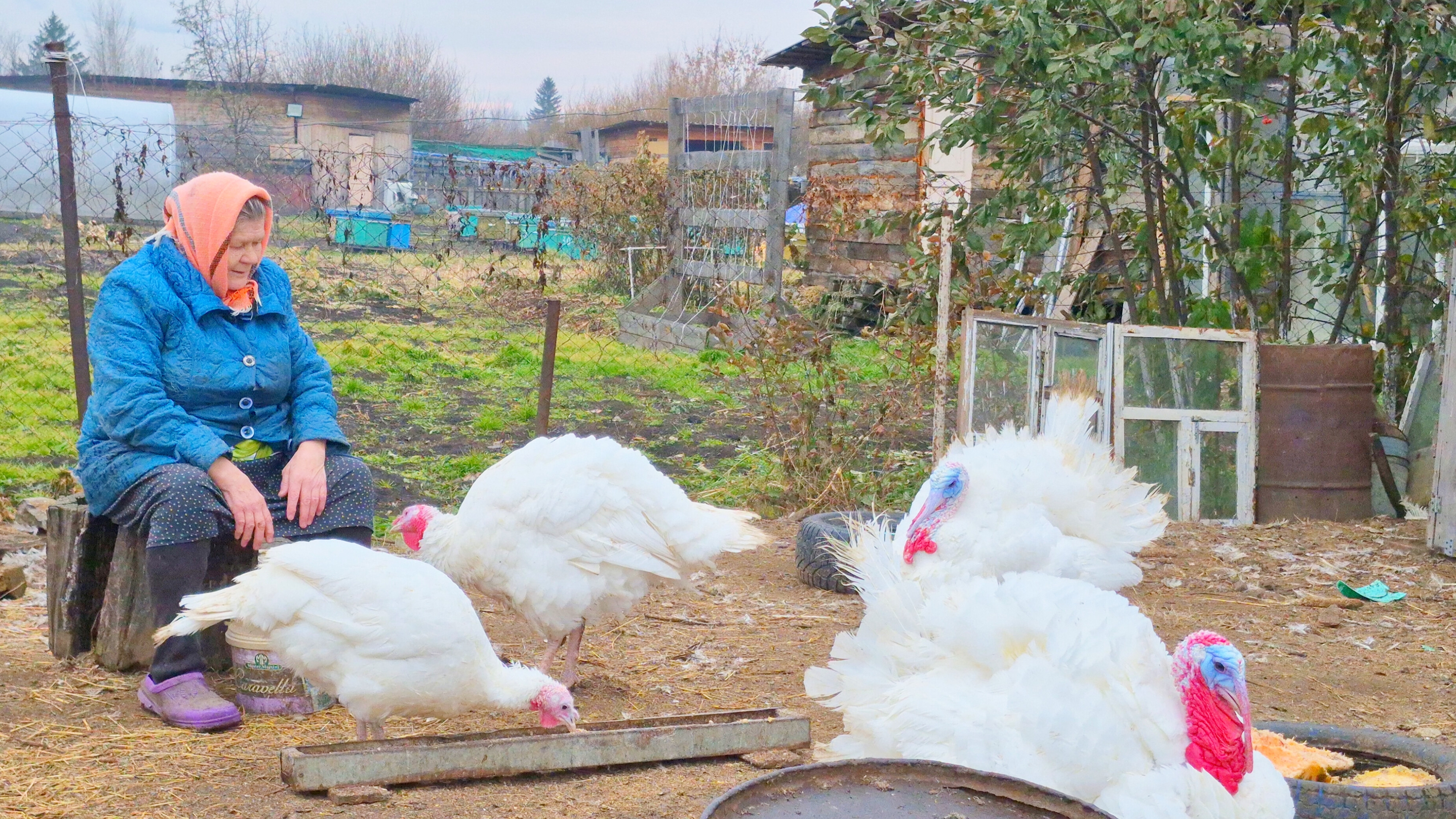 Жизнь в Деревушке,Бабушка всех накормит и приголубит,Он её ревнует,Алтай,Заринск смотреть онлайн