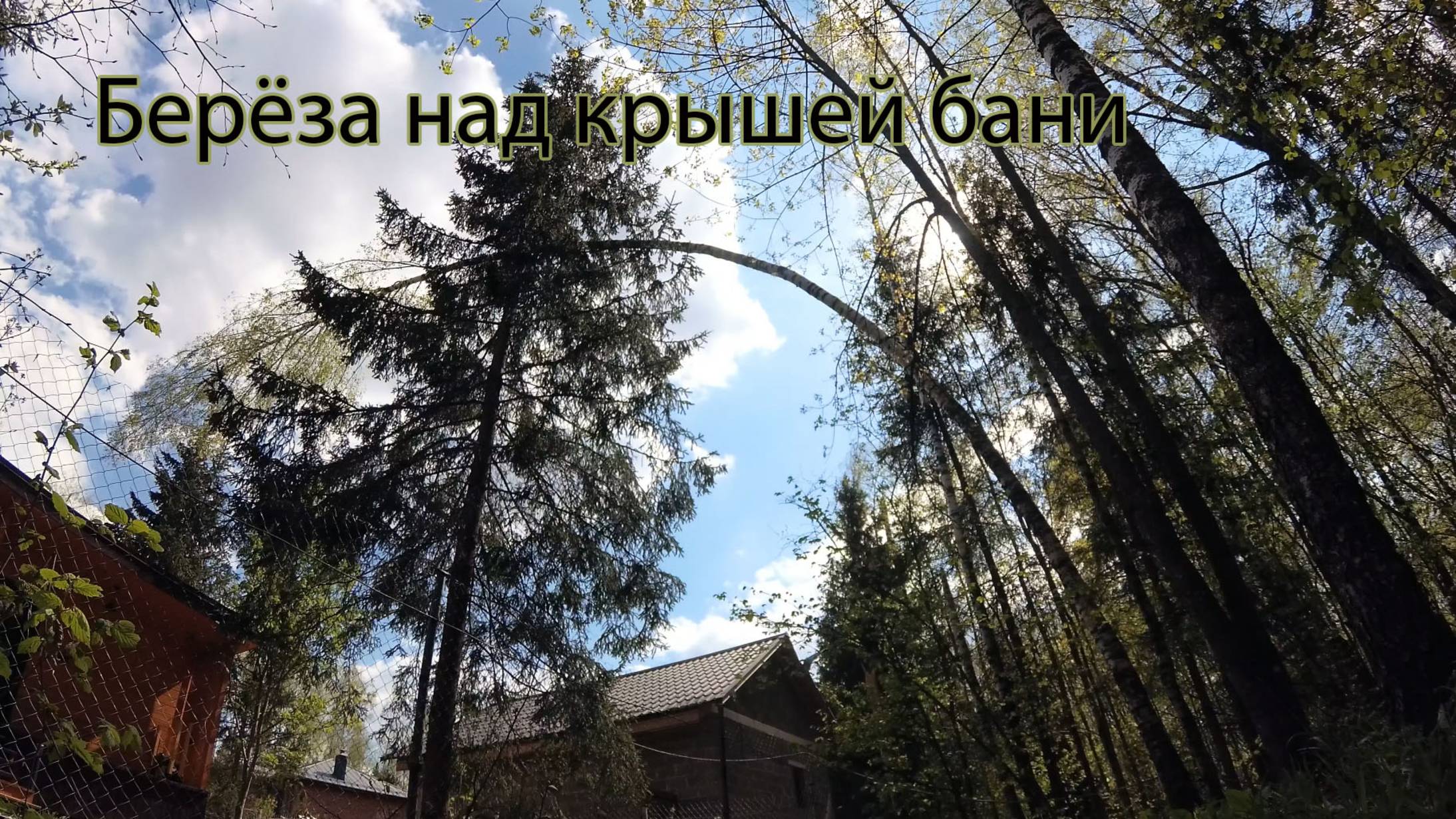 Удаление согнувшейся берёзы