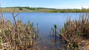 ХОРОШАЯ РЫБАЛКА НА ПОПЛАВОК / В поисках уклейки / Рыбалка весной